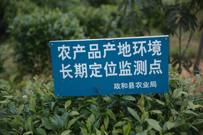 臻貴人?白毫銀針/K?風(fēng)范