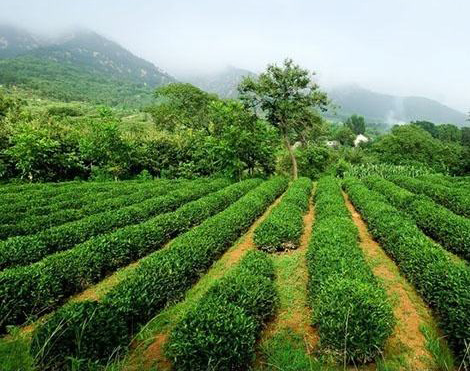 泰山女兒茶基地【圖05】